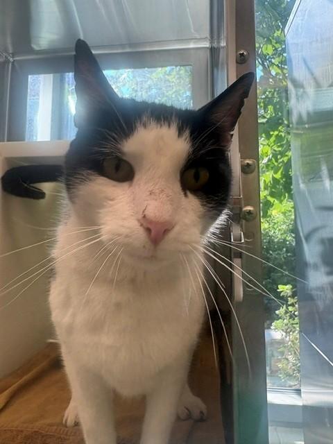 Enlarge JAZZY, a Adoptable Domestic Short Hair in Brighton, CO image 1/1