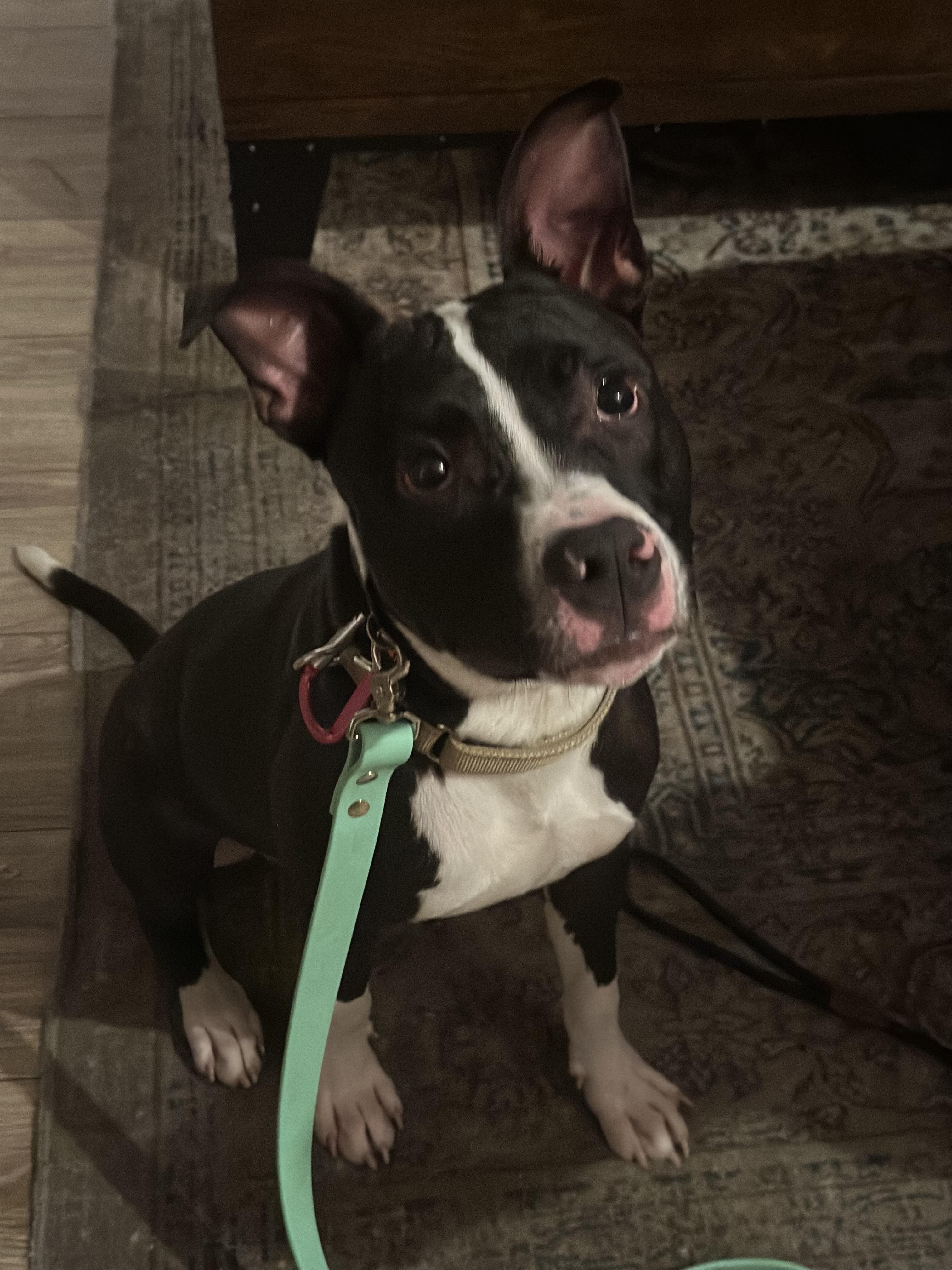 Bolken, ADOPTABLE, Young Male Pit Bull Terrier.