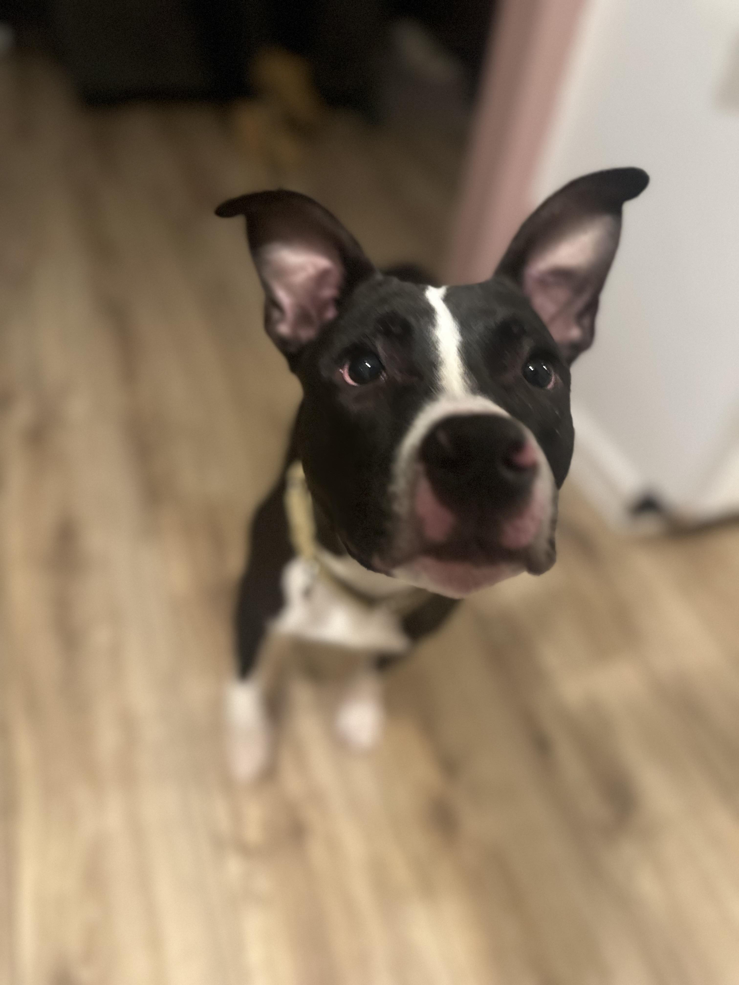 Enlarge Bolken, a ADOPTABLE mixed breed in Oswego, IL image 3/4