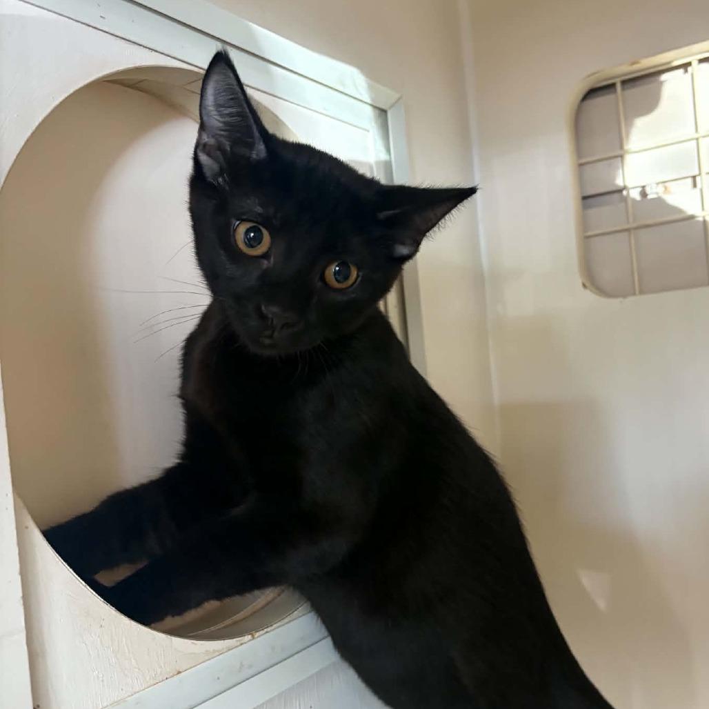 Enlarge Virgo - Chino Hills Location, a Adoptable Domestic Short Hair in Chino Hills, CA image 1/1