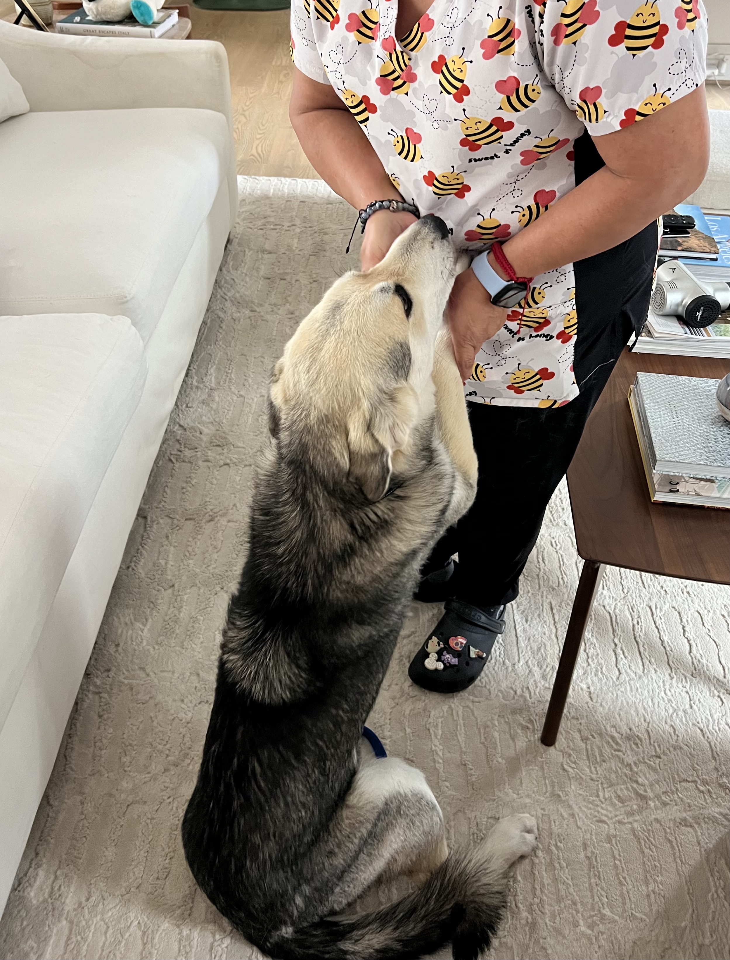 Christopher, a Adopted mixed breed in Castleton, VT image 4/6
