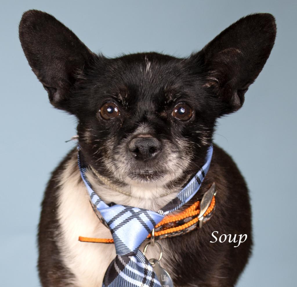 Soup, Adoptable, Adult Male Chihuahua & Shepherd.