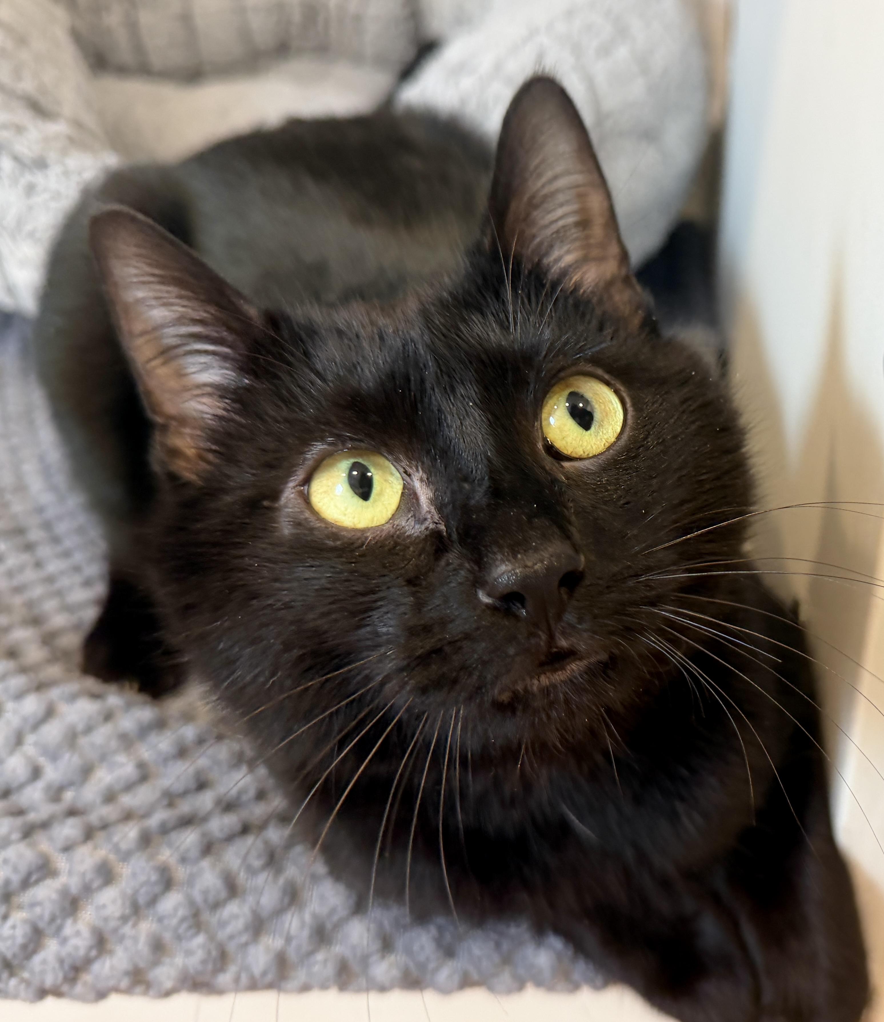 Enlarge Hopper, an adopted American Shorthair in Hull, MA image 2/2