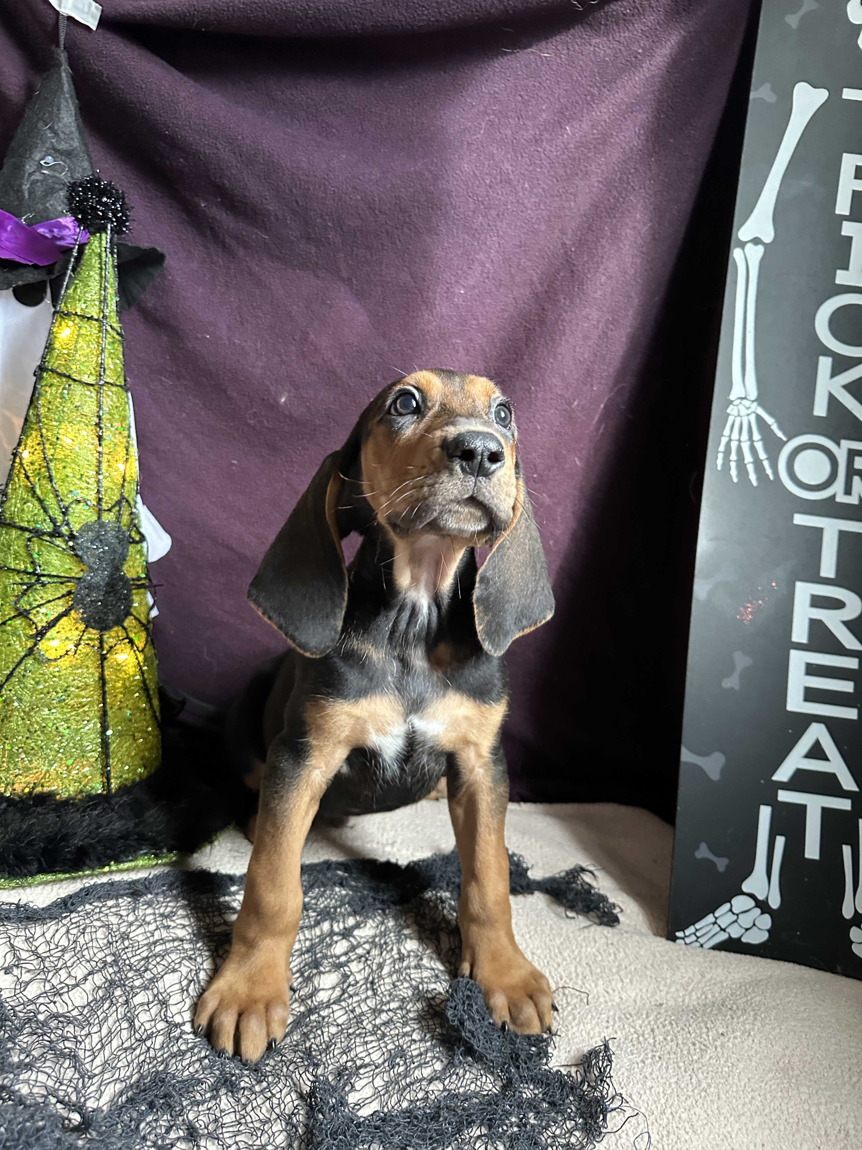 Dog for adoption Scarecrow, a Redbone Coonhound & Treeing Walker