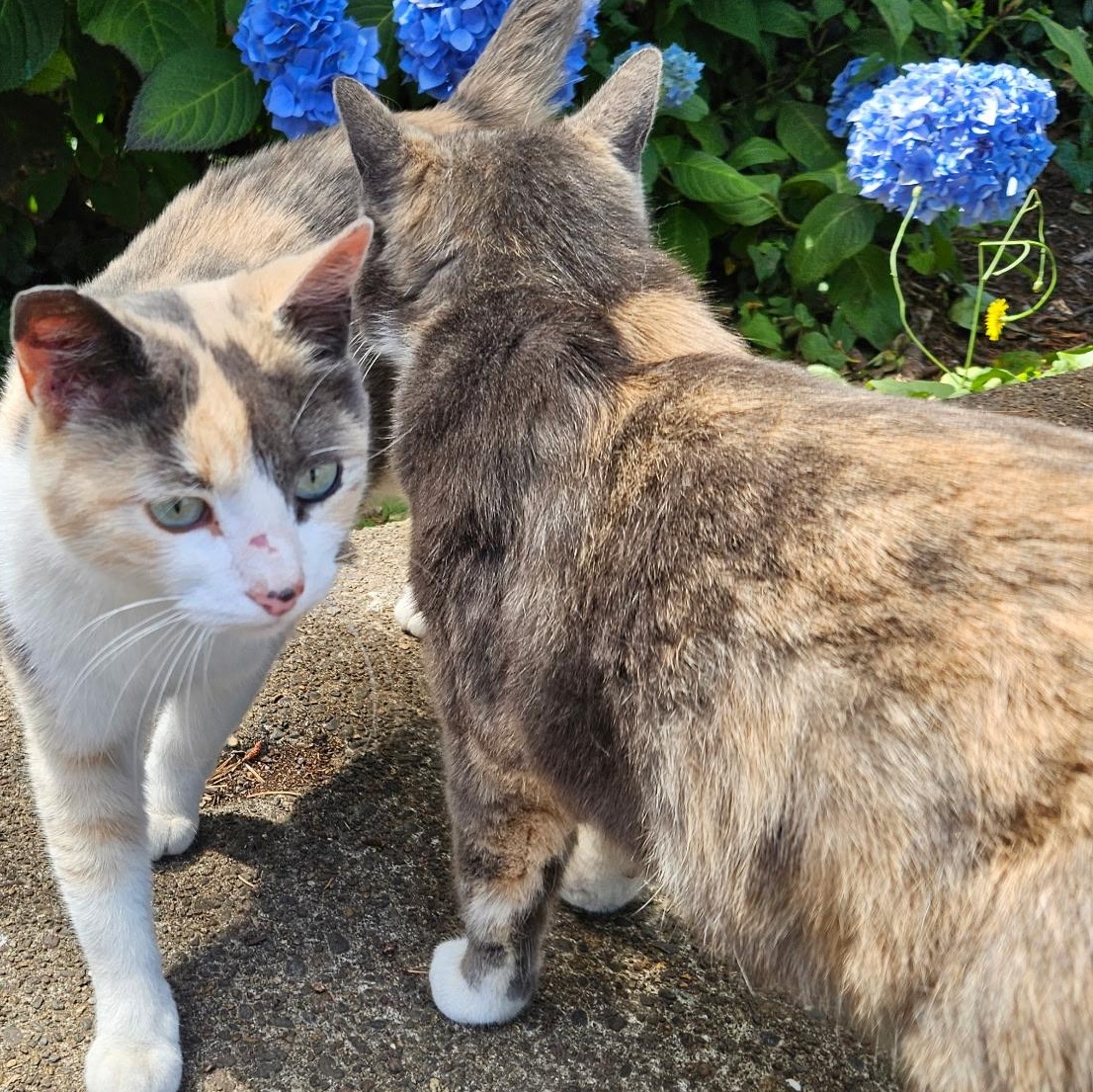 Enlarge Tilly, a Adopted Dilute Calico in Newport, OR image 2/2