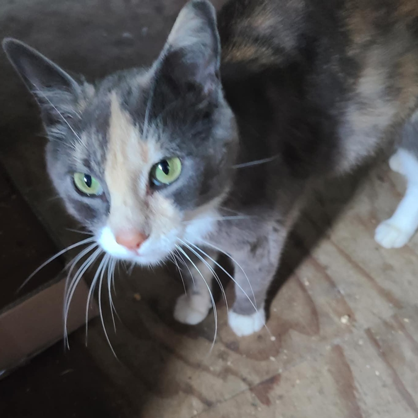 Tilly, Adopted, Adult Female Dilute Calico.