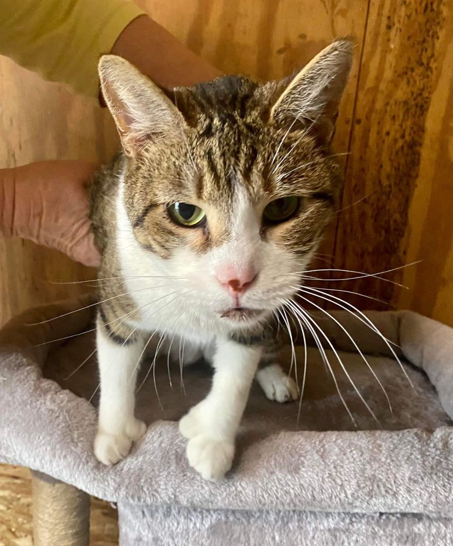 Digits - I'm a polytoes & pokeynose, Adoptable, Adult Male Extra-Toes Cat / Hemingway Polydactyl.