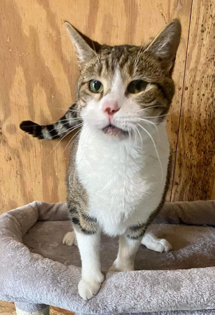 Digits - I'm a polytoes & pokeynose, a Adoptable Extra-Toes Cat / Hemingway Polydactyl in Jackson, GA image 2/4