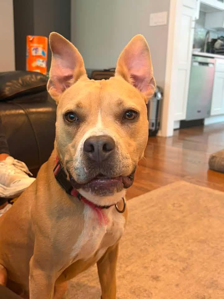 Enlarge Nova, a Adoptable Terrier in Pomona, NY image 1/4