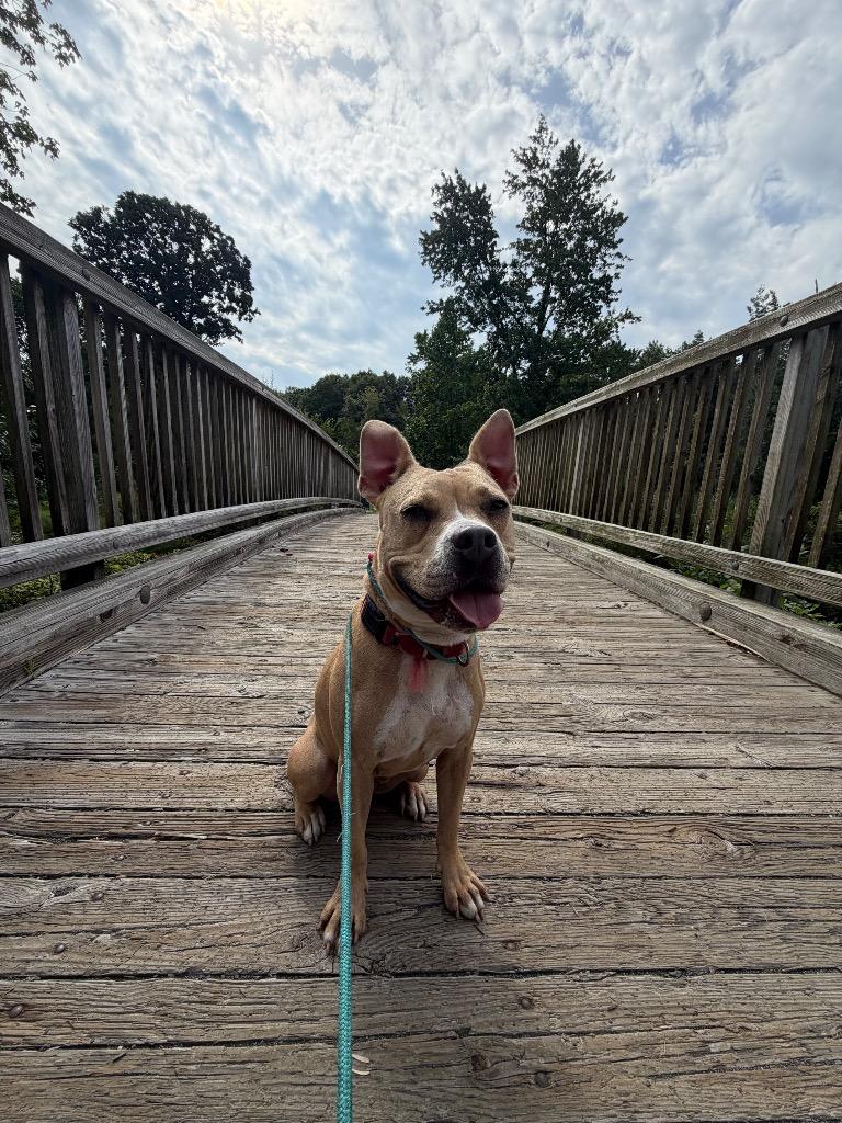 Enlarge Nova, a Adoptable Terrier in Pomona, NY image 2/4