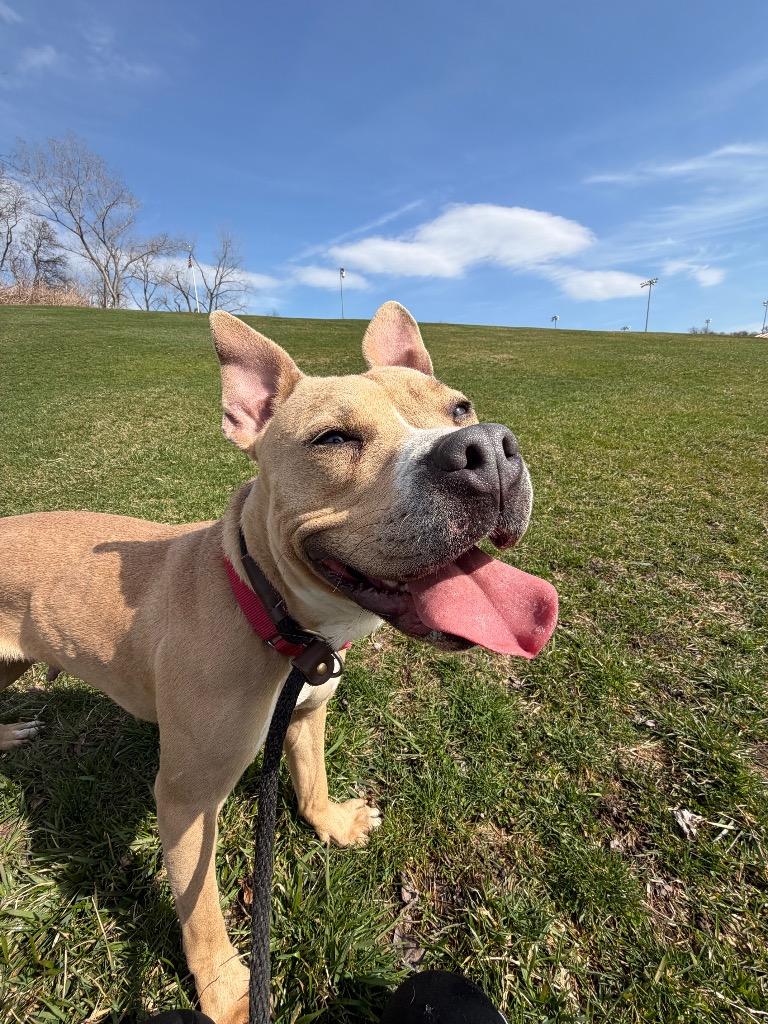 Enlarge Nova, a Adoptable Terrier in Pomona, NY image 3/4
