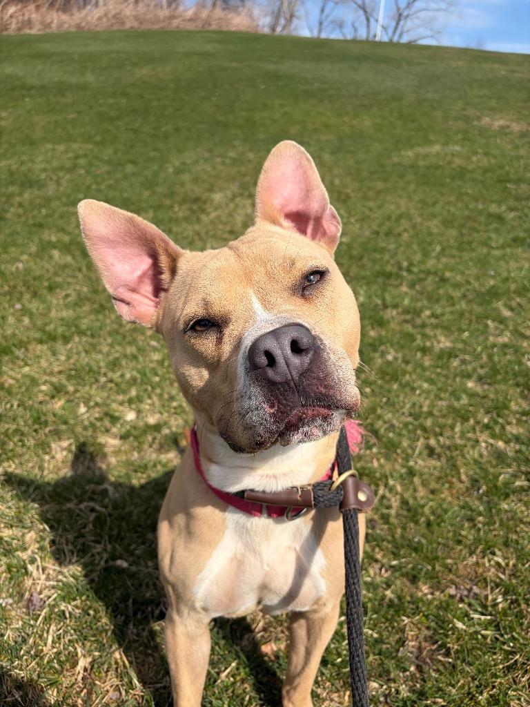 Enlarge Nova, a Adoptable Terrier in Pomona, NY image 4/4