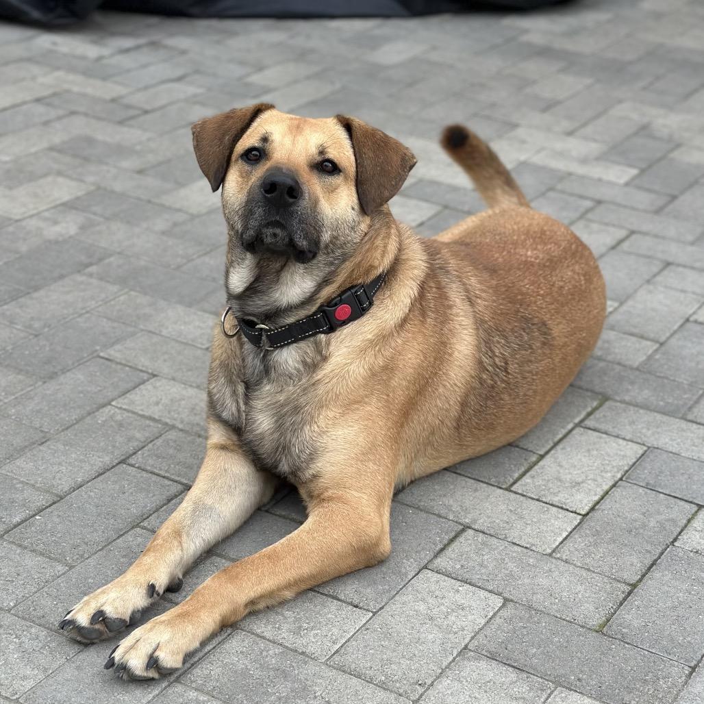 Toby, Adoptable, Adult Male Anatolian Shepherd & Labrador Retriever.