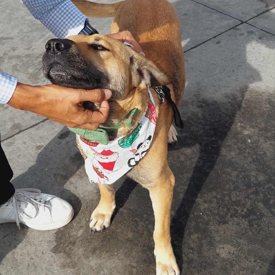 Enlarge Toby, a Adoptable mixed breed in San Diego, CA image 2/6