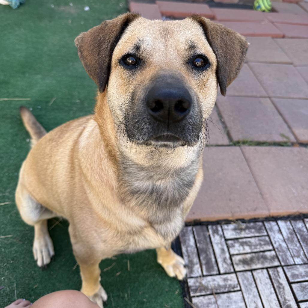 Toby, a Adoptable mixed breed in San Diego, CA image 2/6