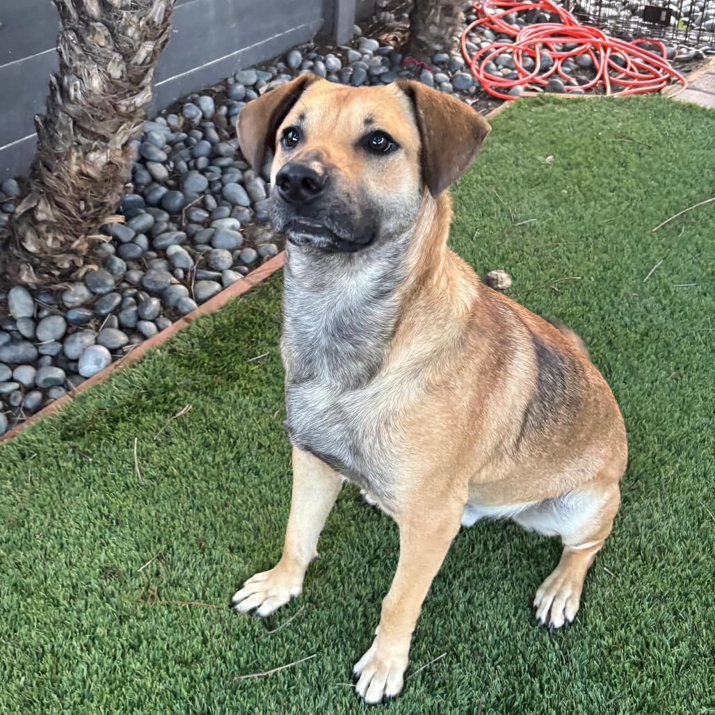 Enlarge Toby, a Adoptable mixed breed in San Diego, CA image 3/6