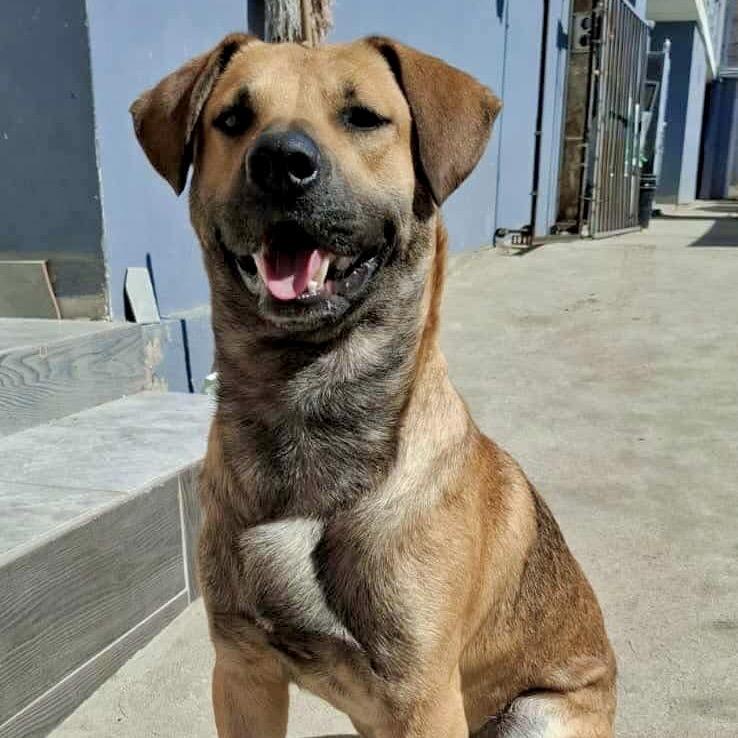 Enlarge Toby, a Adoptable mixed breed in San Diego, CA image 4/6