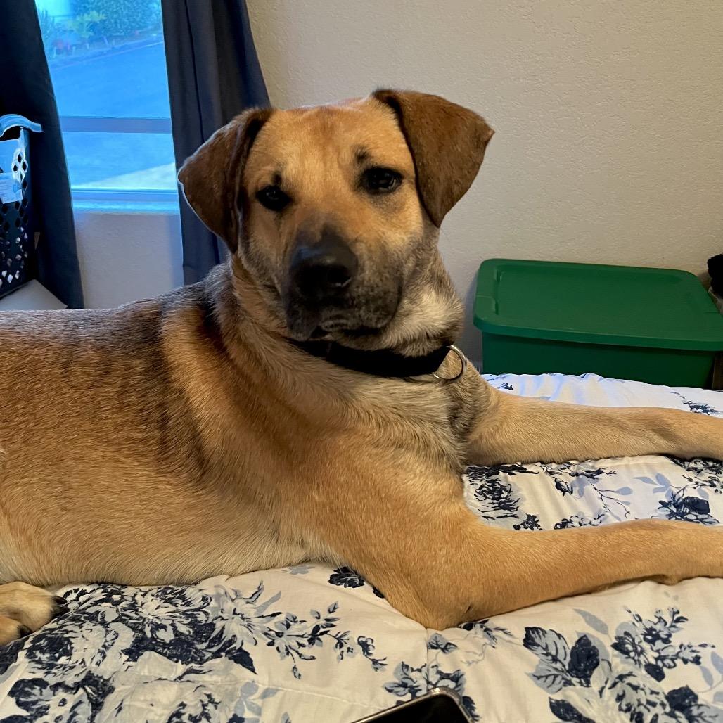 Toby, a Adoptable mixed breed in San Diego, CA image 2/6