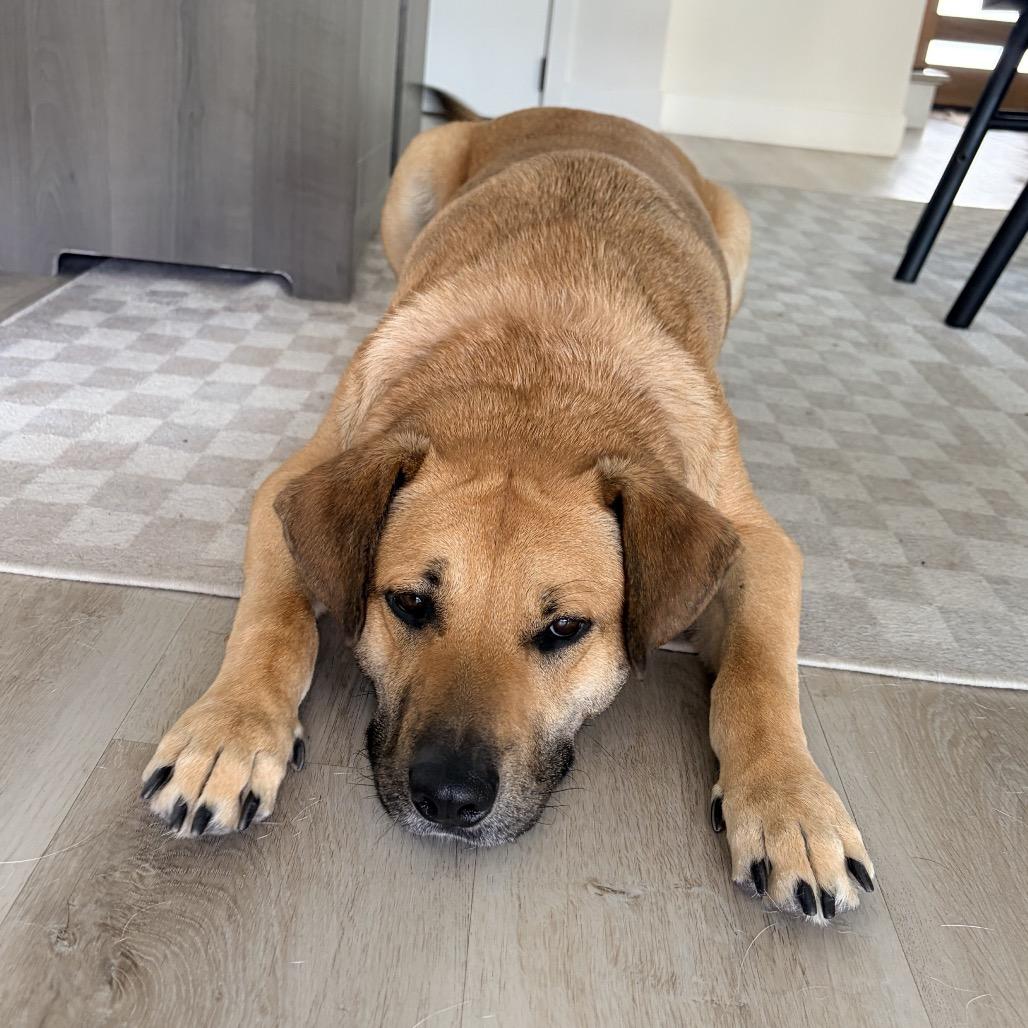 Enlarge Toby, a Adoptable mixed breed in San Diego, CA image 3/6