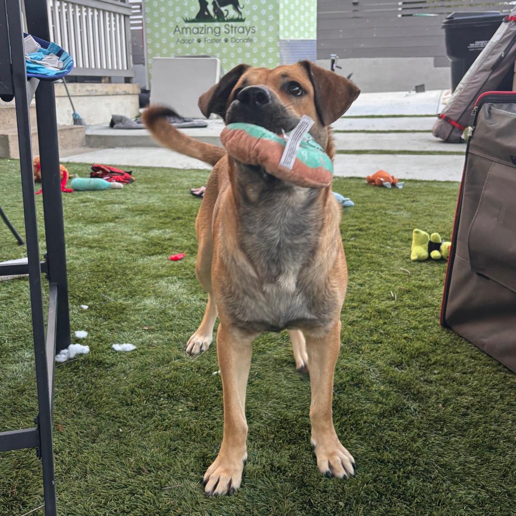 Enlarge Toby, a Adoptable mixed breed in San Diego, CA image 4/6