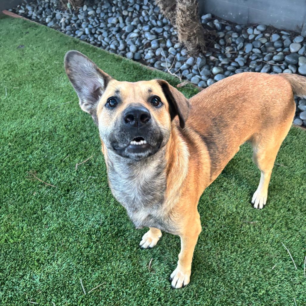 Enlarge Toby, a Adoptable mixed breed in San Diego, CA image 5/6