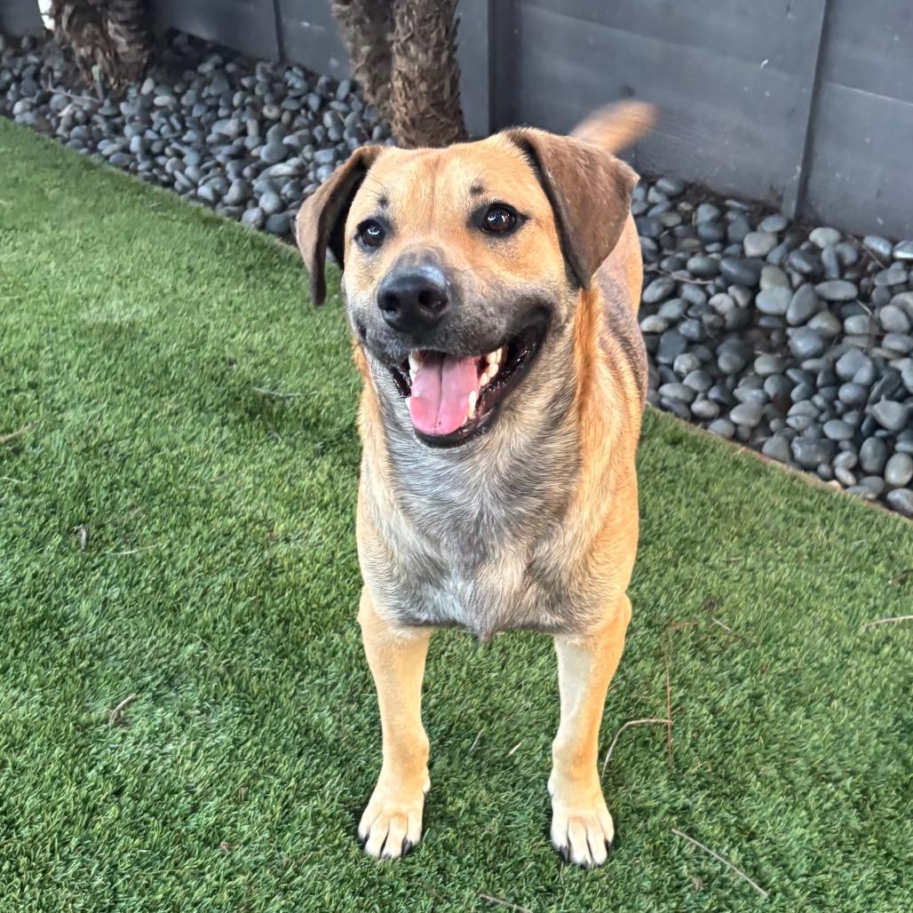 Enlarge Toby, a Adoptable mixed breed in San Diego, CA image 6/6