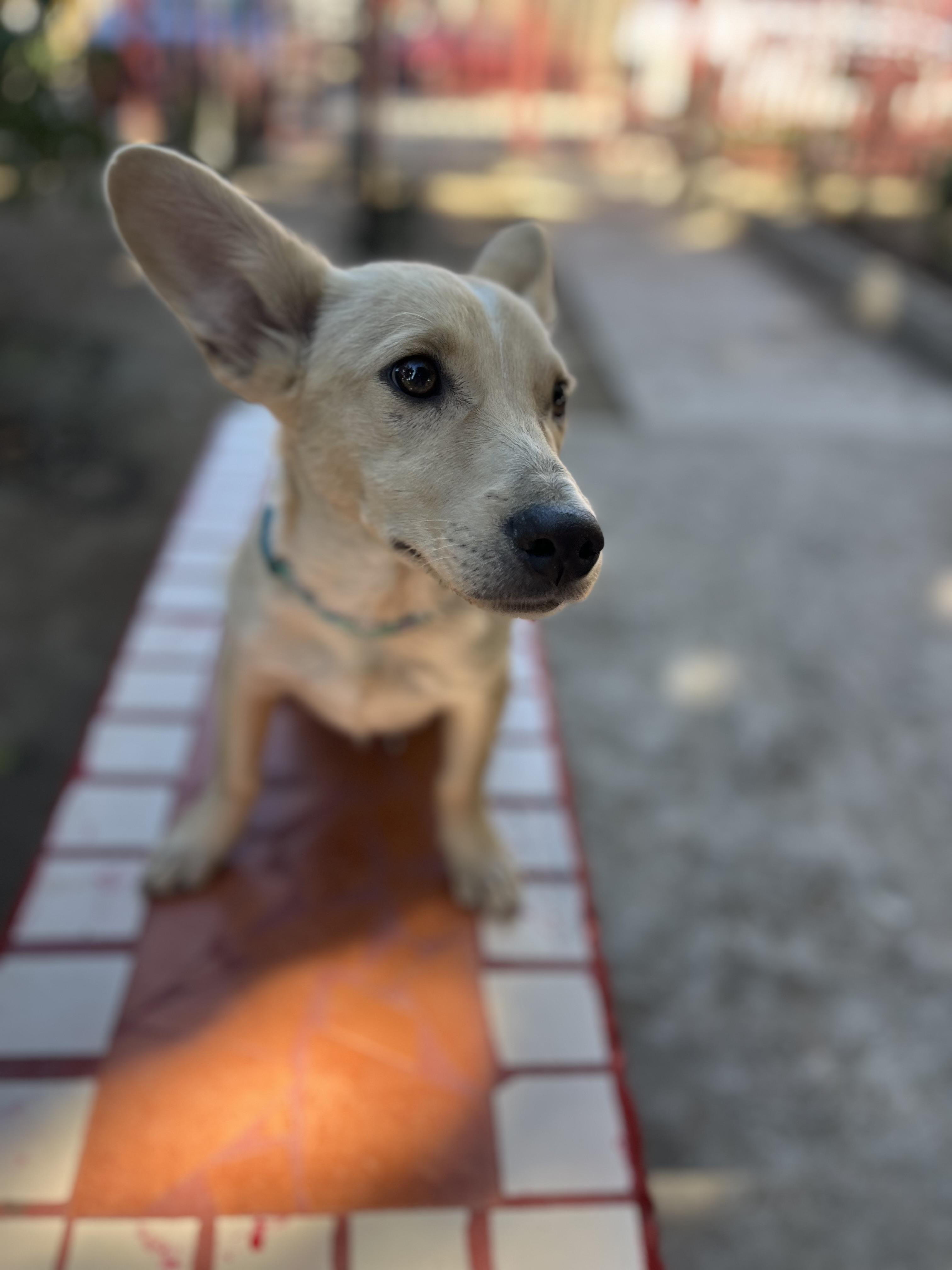 Pinky, a Adoptable mixed breed in Poway, CA image 5/6