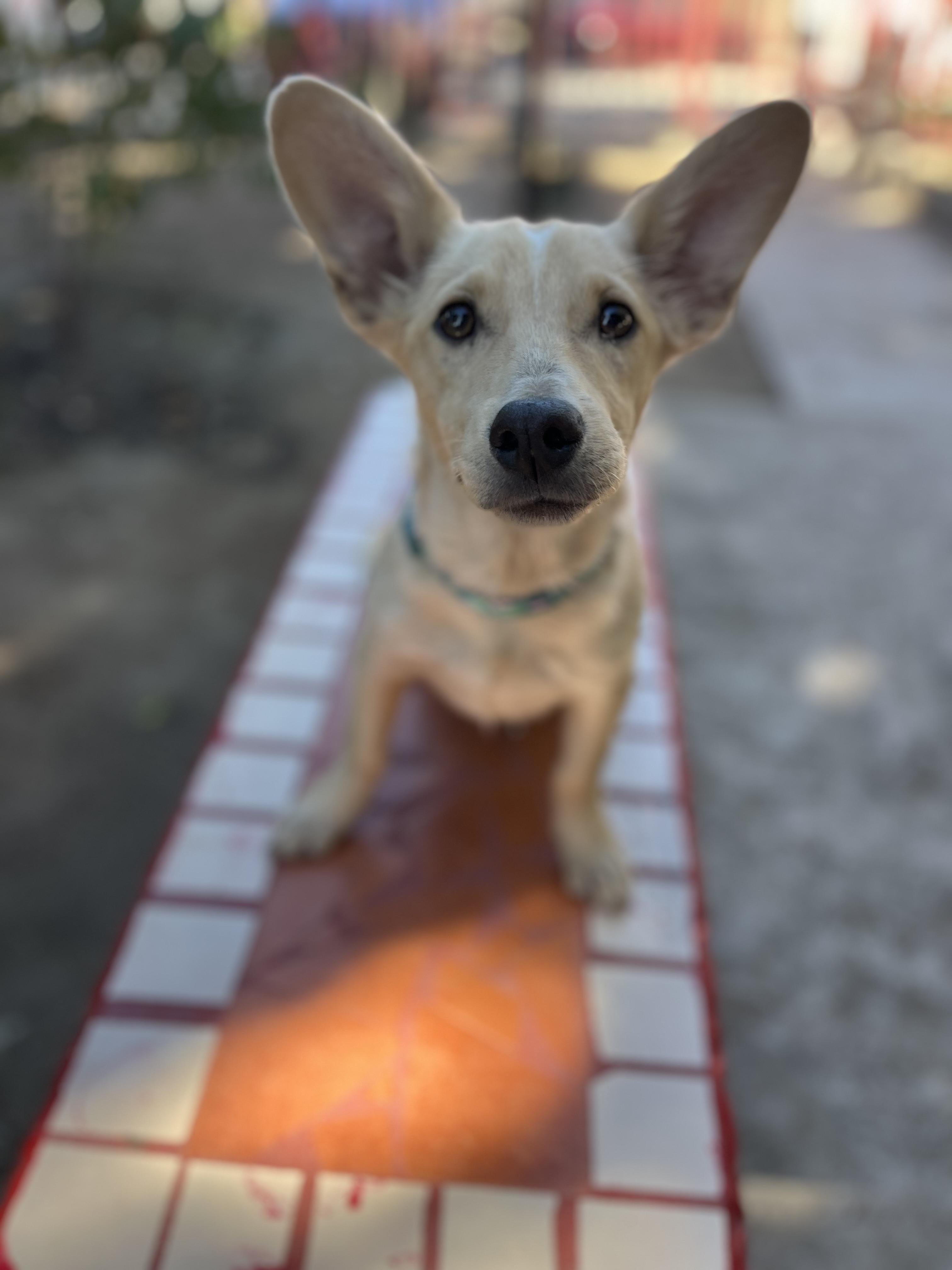Pinky, a Adoptable mixed breed in Poway, CA image 3/6