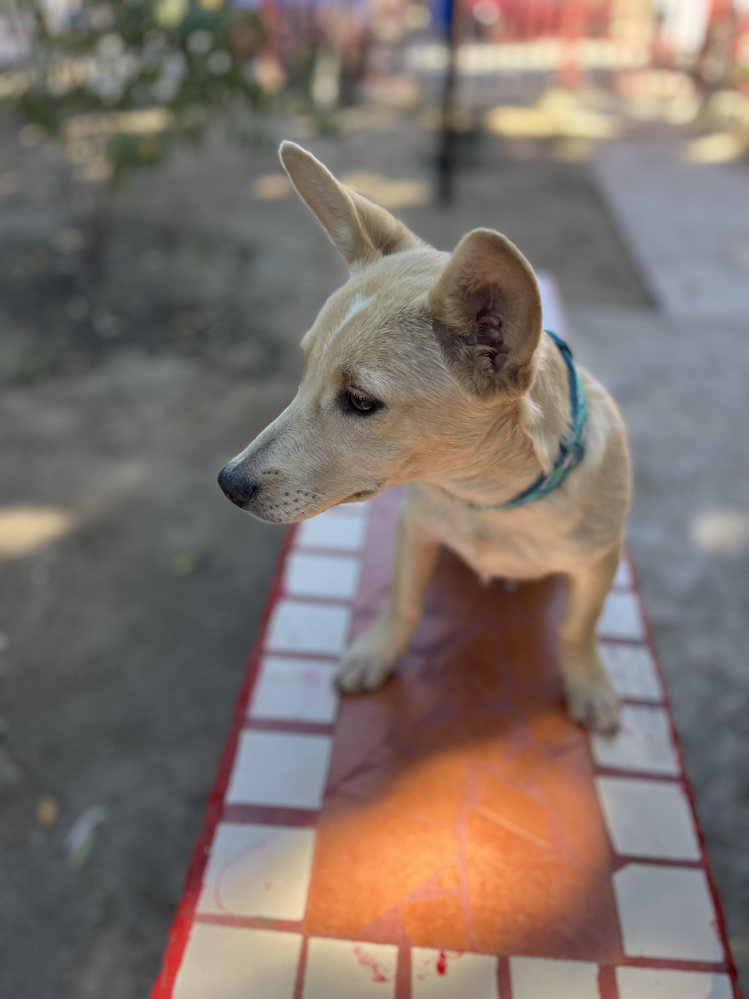 Pinky, a Adoptable mixed breed in Poway, CA image 6/6