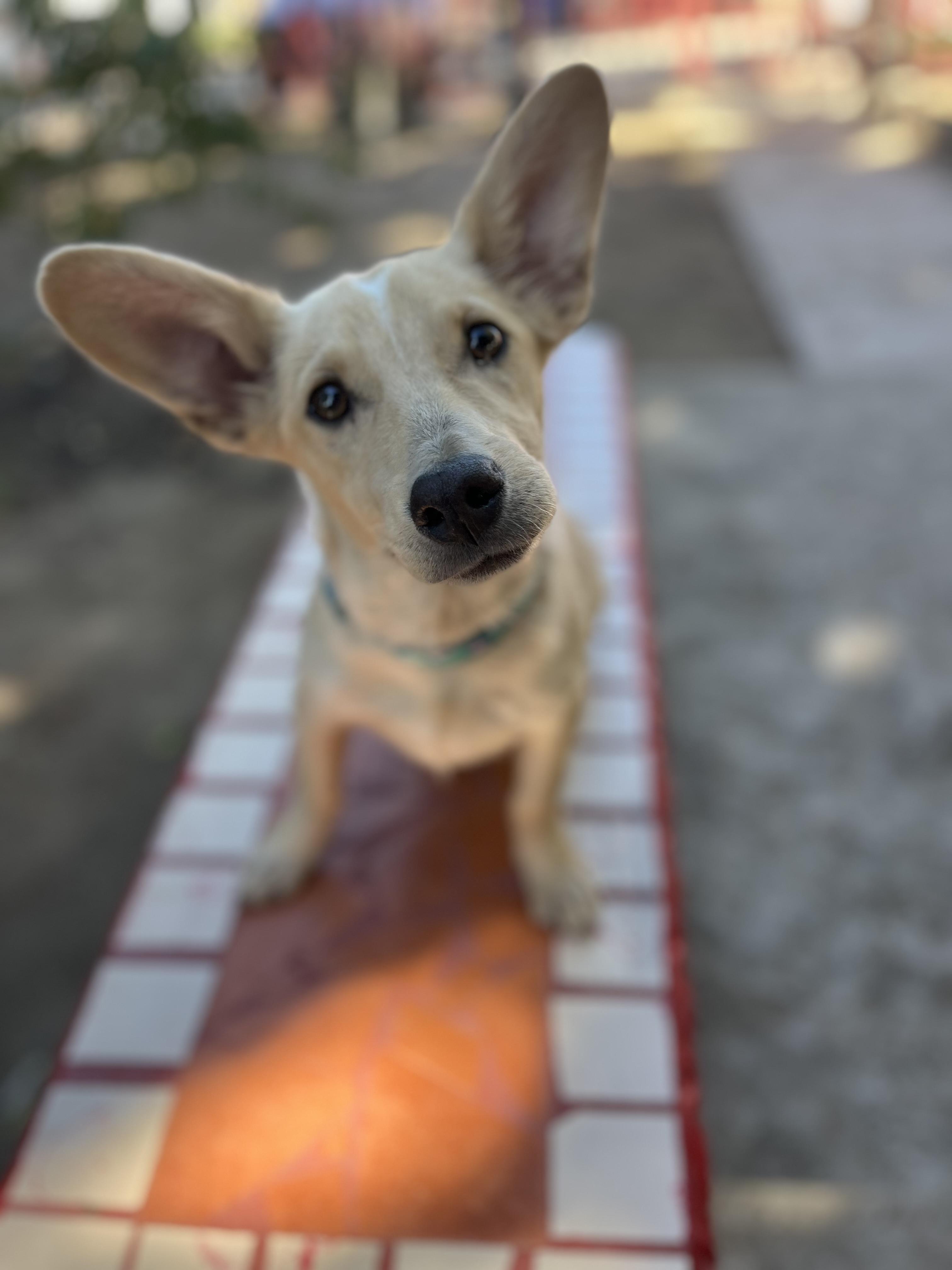 Pinky, Adoptable, Puppy Male Basenji & Terrier.