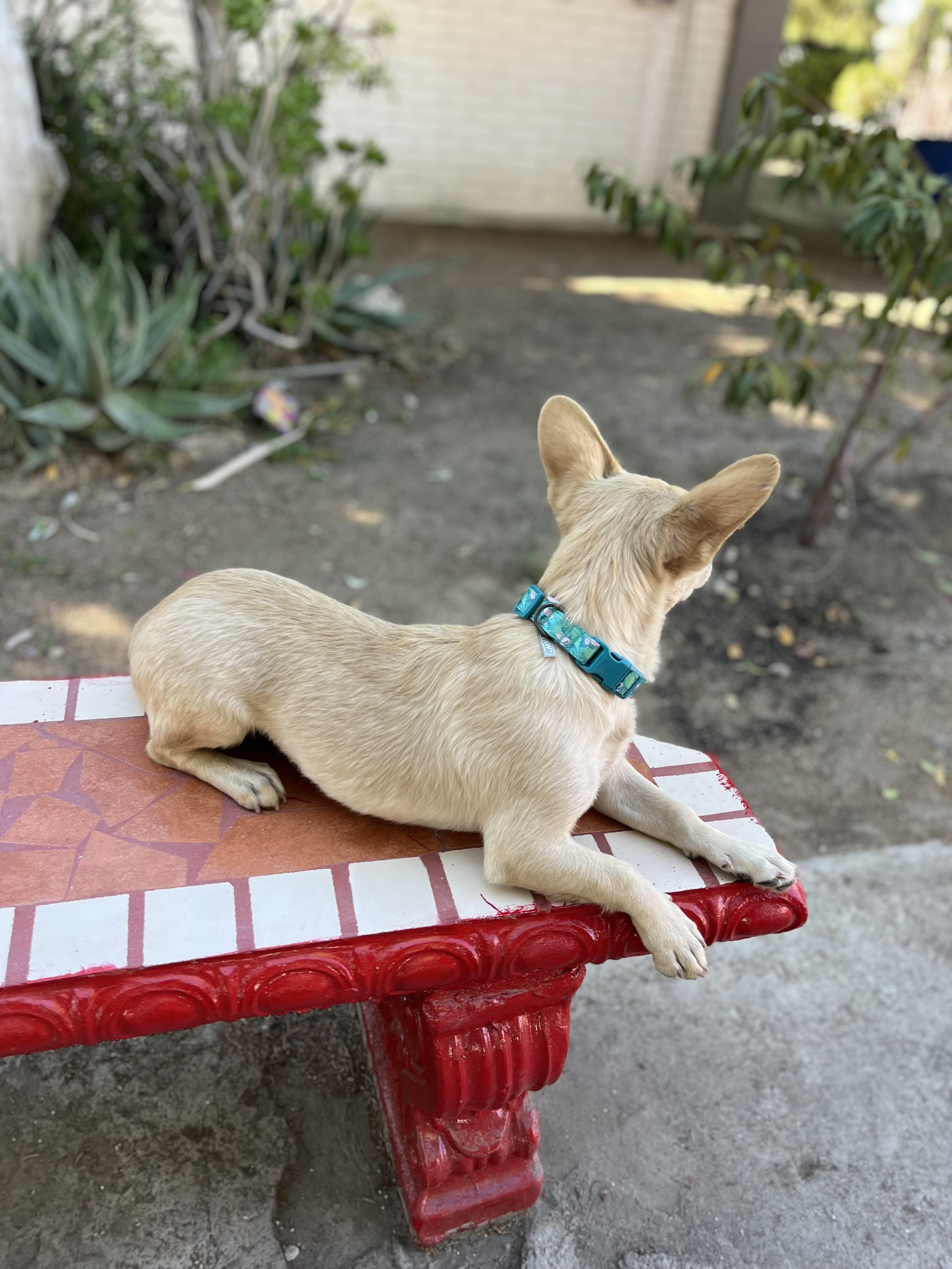 Pinky, a Adoptable mixed breed in Poway, CA image 4/6