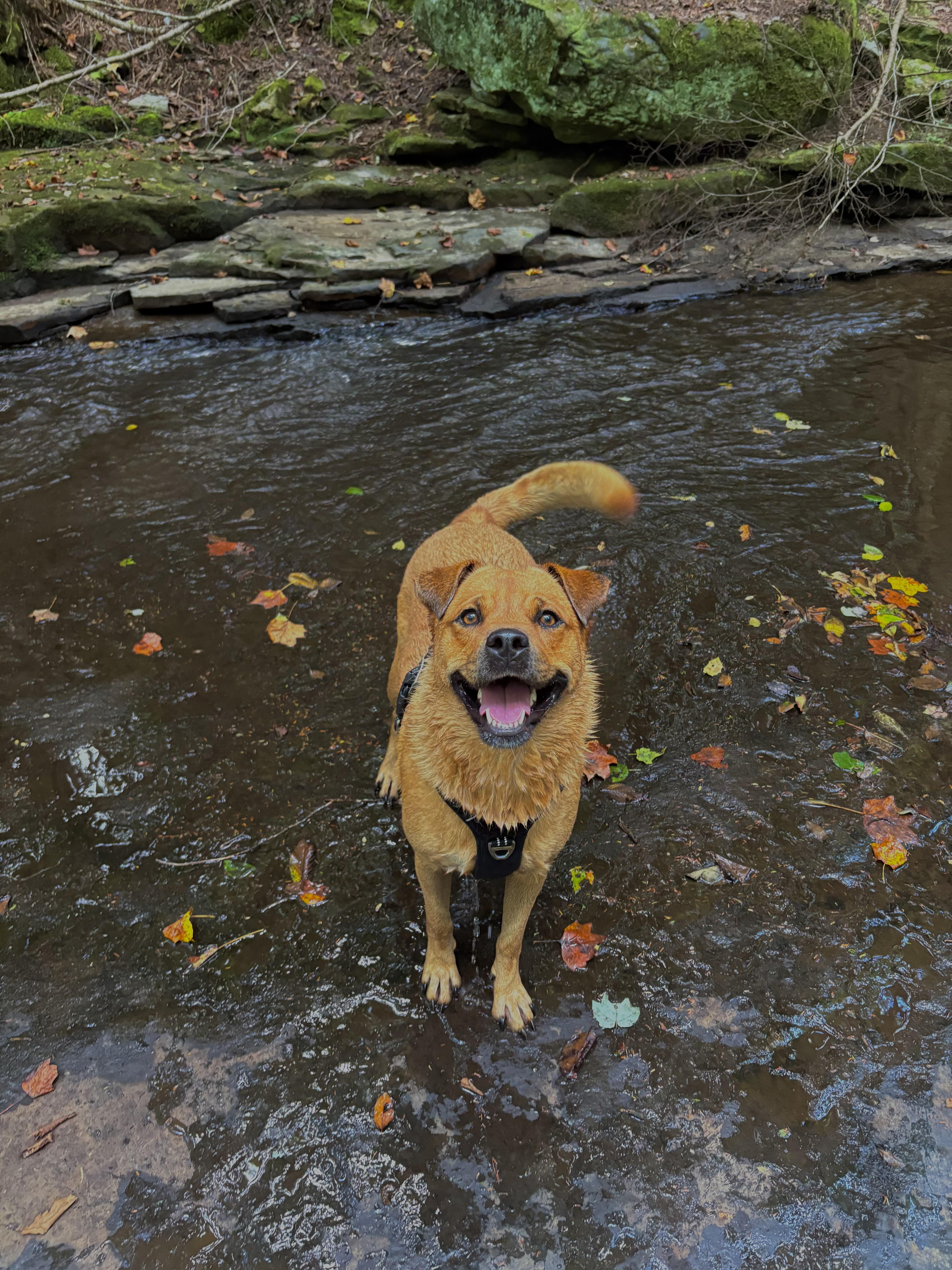 Serena Wiggles — thumbnail 2