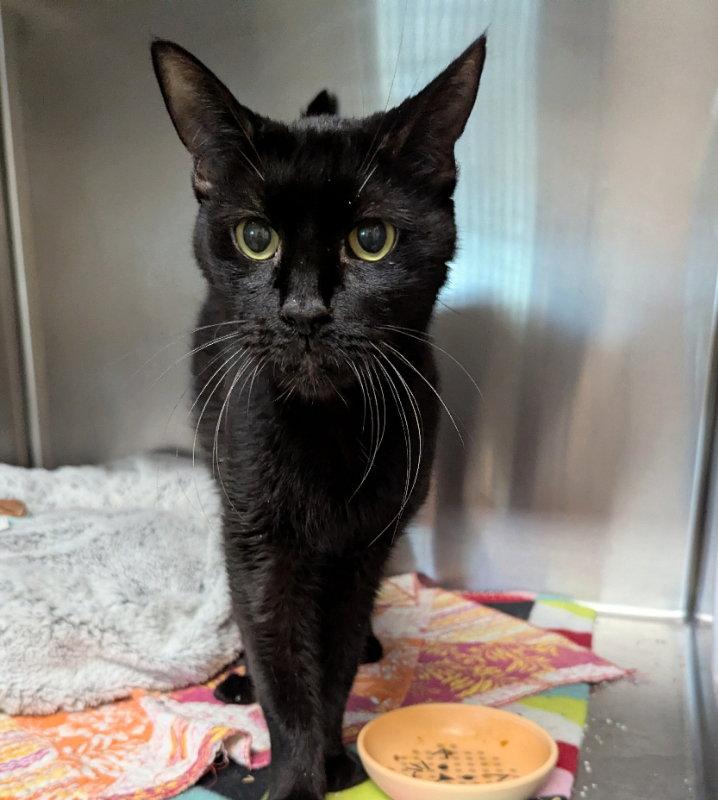 Enlarge Noah, a Adoptable Domestic Short Hair in Ocala, FL image 1/2