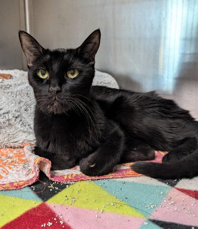 Enlarge Noah, a Adoptable Domestic Short Hair in Ocala, FL image 2/2