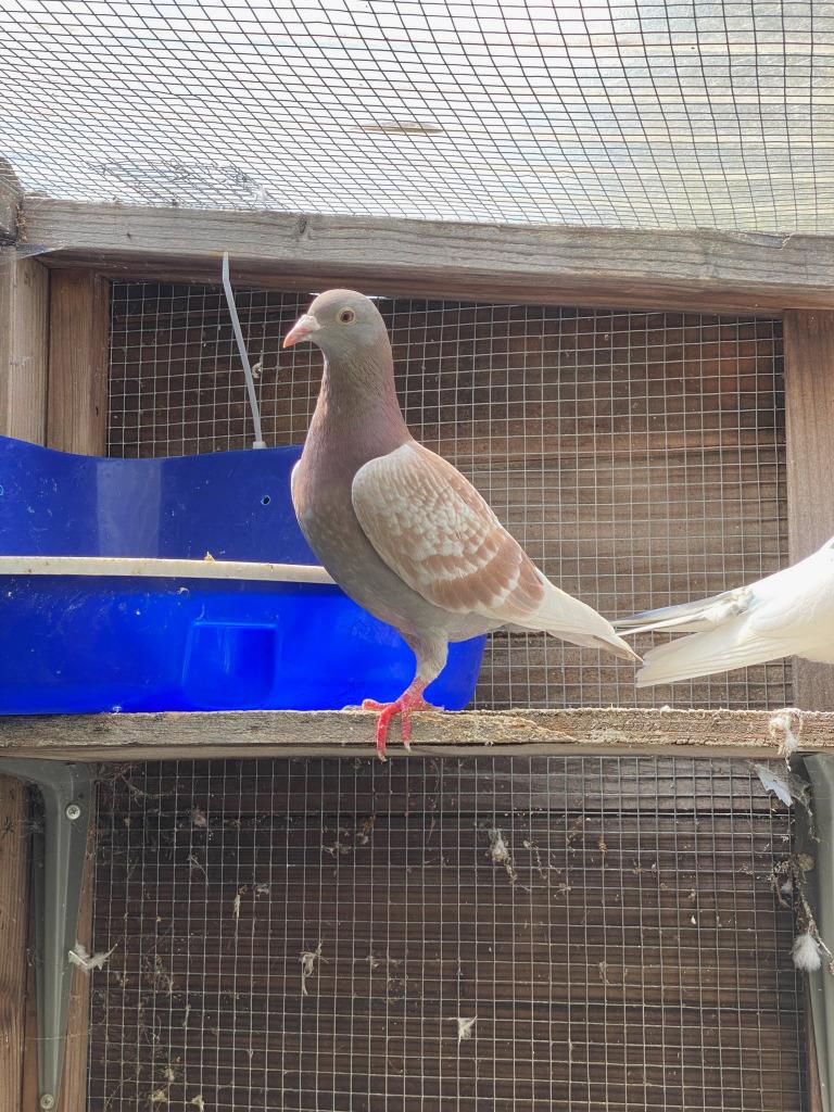 Enlarge Mindy w/ Mork, a Adoptable Pigeon in San Francisco, CA image 1/1