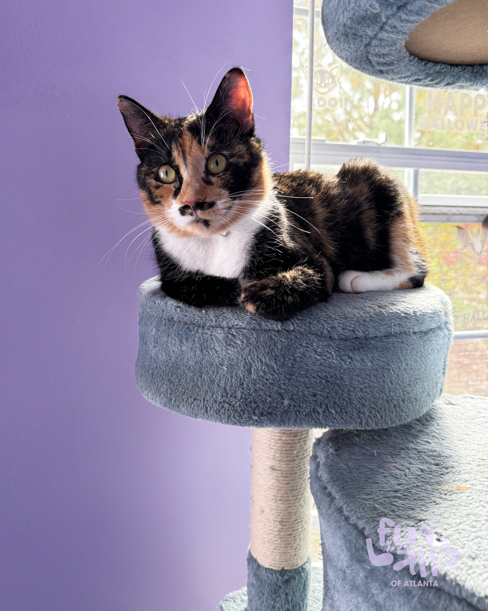 Enlarge Kali, a Adopted Domestic Short Hair in Atlanta, GA image 2/4