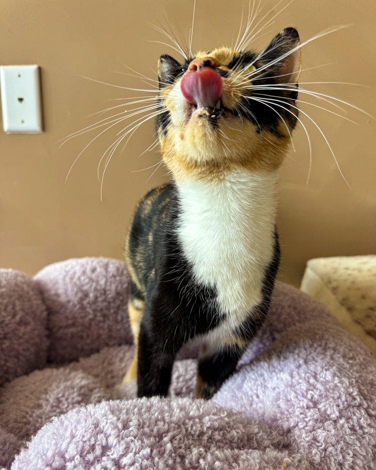 Enlarge Kali, a Adopted Domestic Short Hair in Atlanta, GA image 4/4