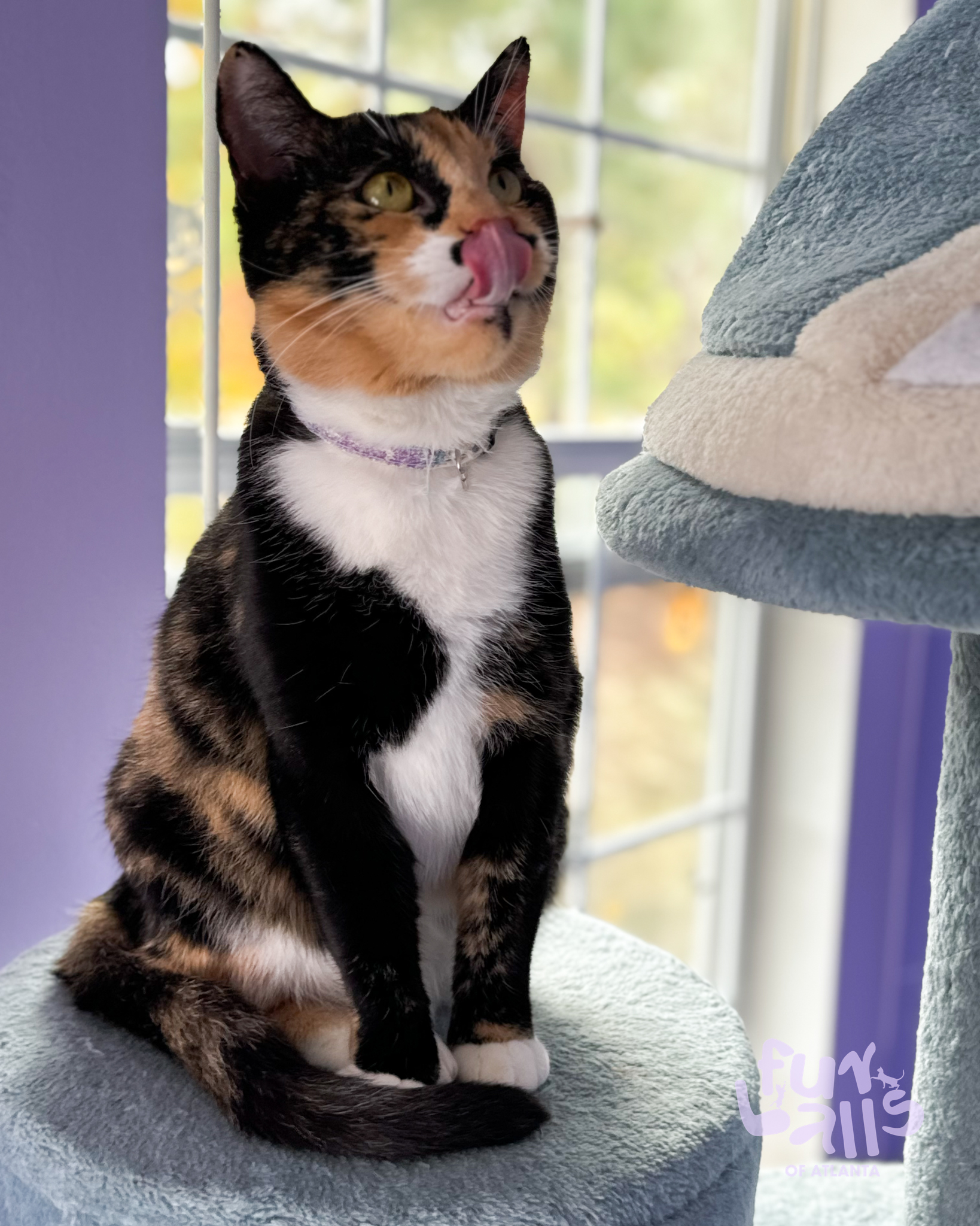 Enlarge Kali, a Adopted Domestic Short Hair in Atlanta, GA image 1/4