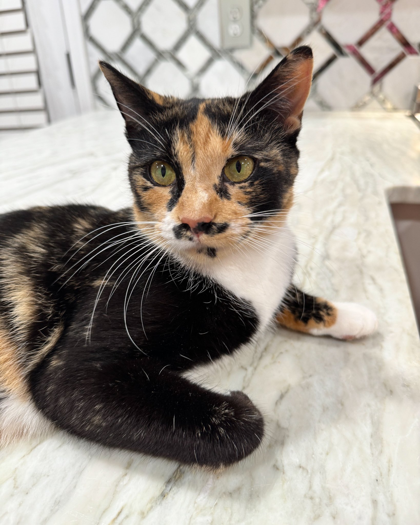 Enlarge Kali, a Adopted Domestic Short Hair in Atlanta, GA image 3/4