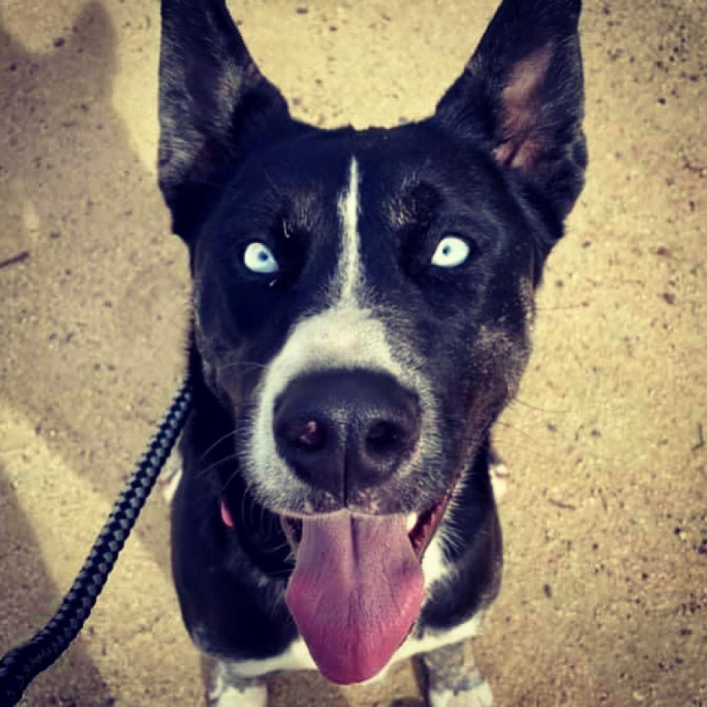 Enlarge Maya, a Adopted mixed breed in San Juan Capistrano, CA image 1/6