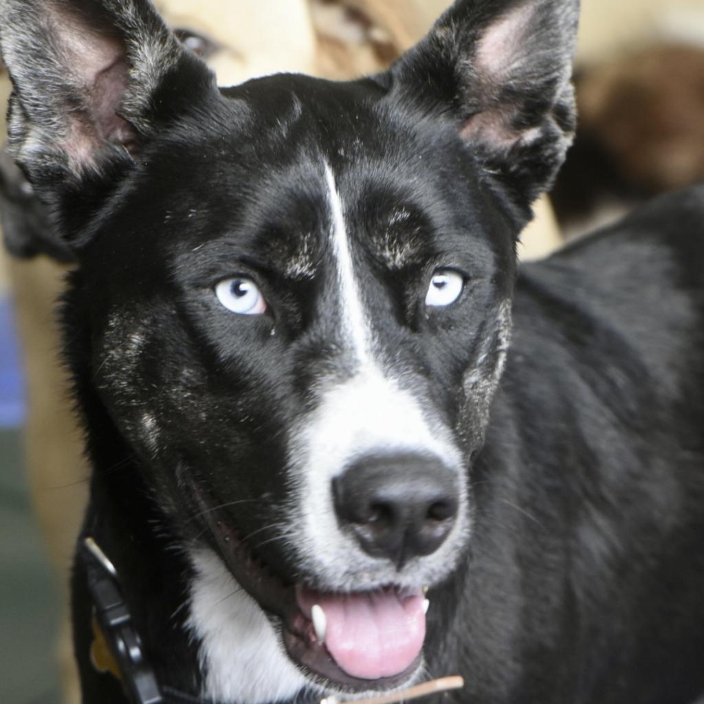 Enlarge Maya, a Adopted mixed breed in San Juan Capistrano, CA image 3/6