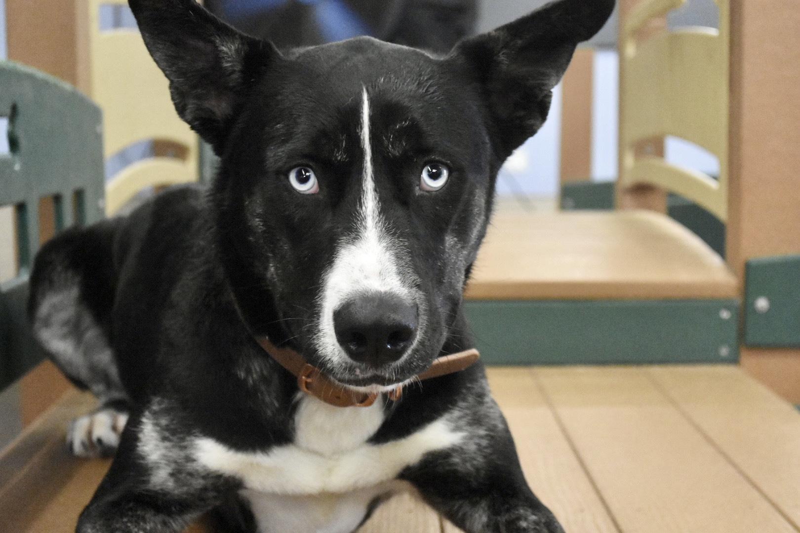 Enlarge Maya, a Adopted mixed breed in San Juan Capistrano, CA image 4/6