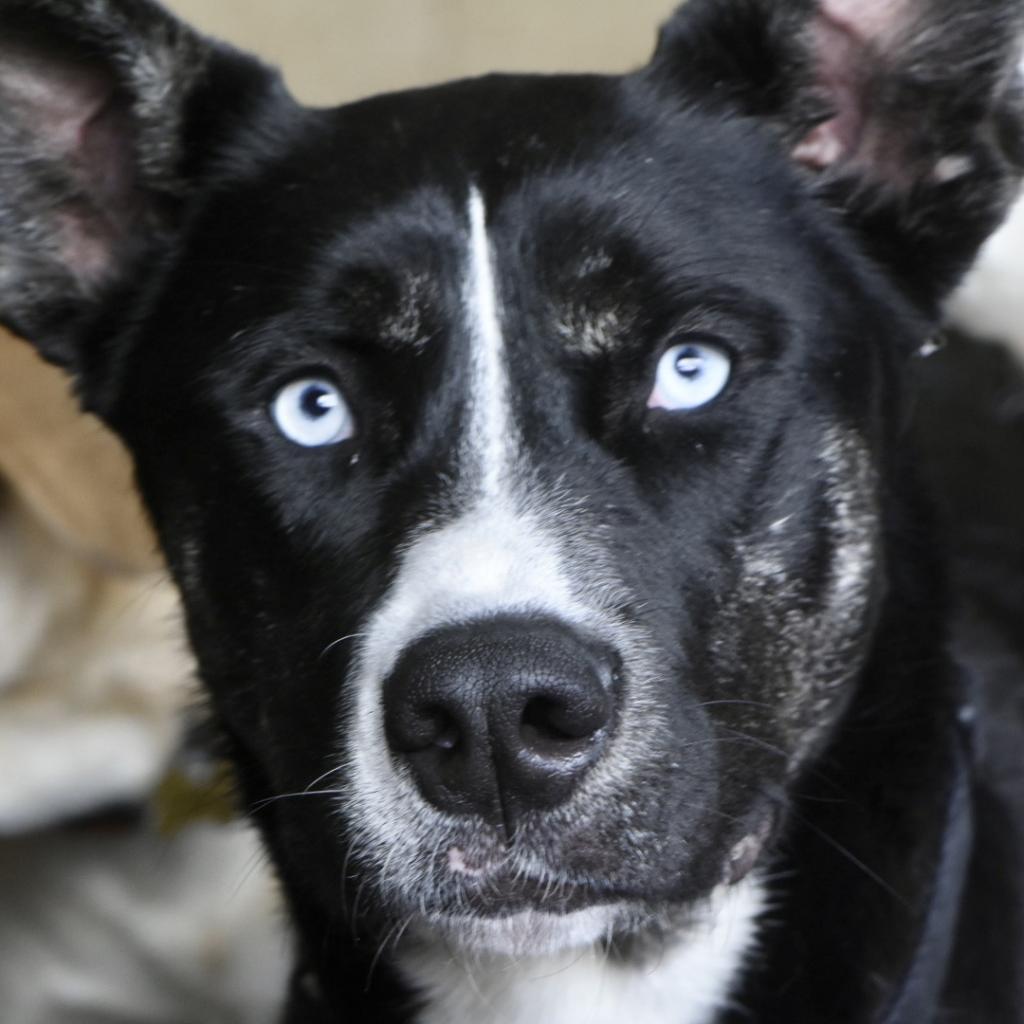Enlarge Maya, a Adopted mixed breed in San Juan Capistrano, CA image 5/6