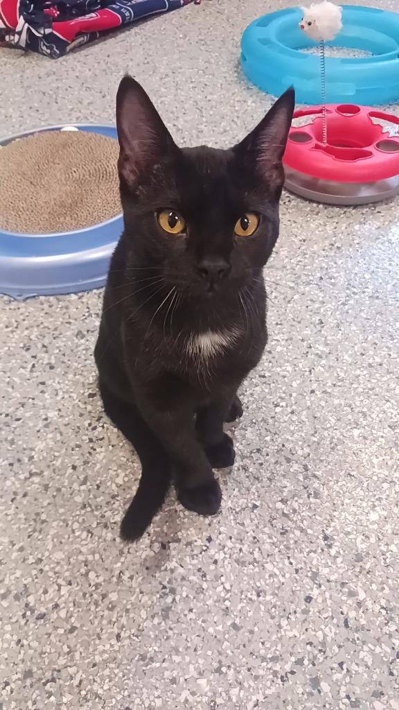 Dante, Adoptable, Young Male Domestic Short Hair.