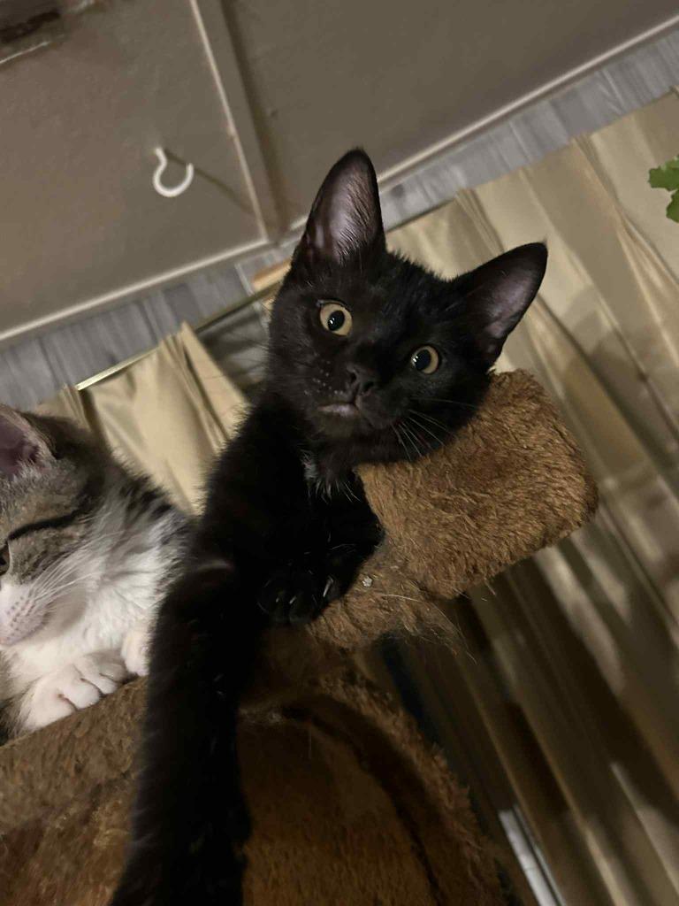 Enlarge Dante, a Adoptable mixed breed in Prairie du Chien, WI image 2/3