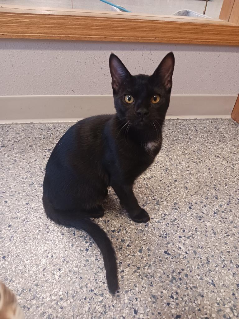 Enlarge Dante, a Adoptable mixed breed in Prairie du Chien, WI image 3/3