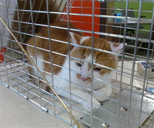 SWEET HEART, Adoptable, Adult Male Domestic Short Hair.