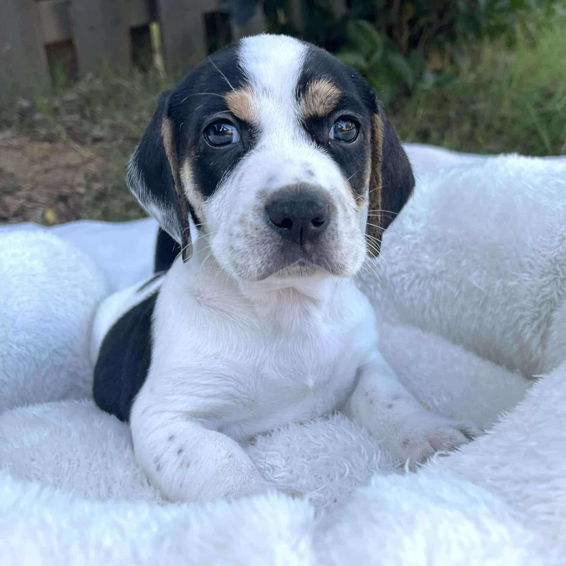 Dawson*, Baby Male unknown
