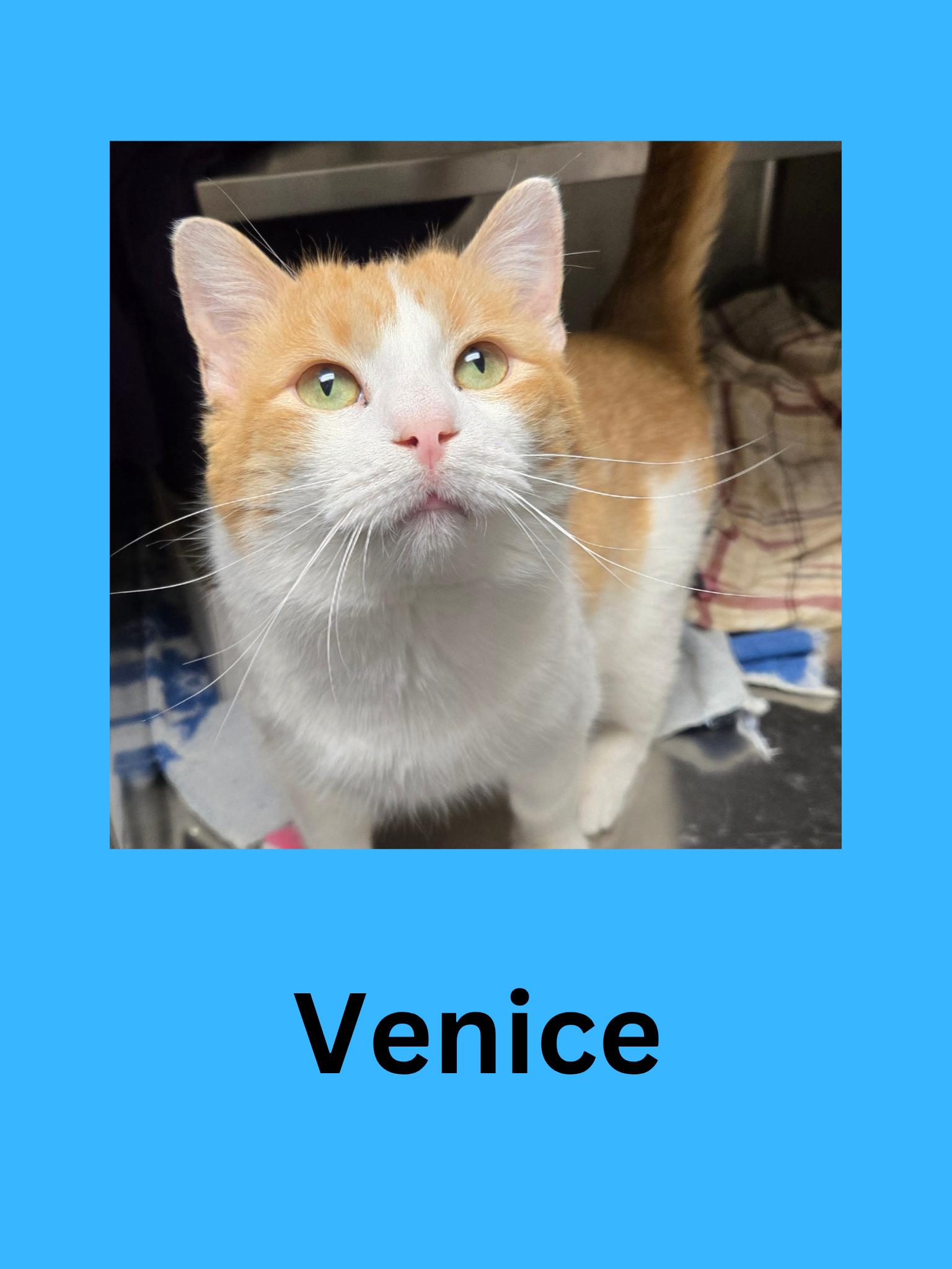 Enlarge Venice, a ADOPTABLE Domestic Short Hair in Ravenna, OH image 1/1