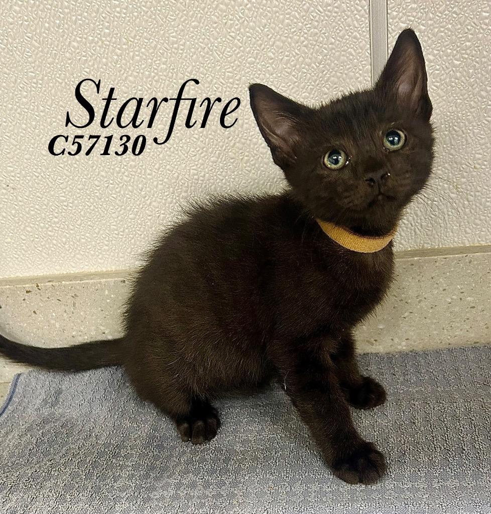 Starfire (Light Brown), Adoptable, Kitten Female Domestic Short Hair.